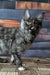 Vivienne | maine coon kitten