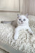 Vizzy | british shorthair kitten