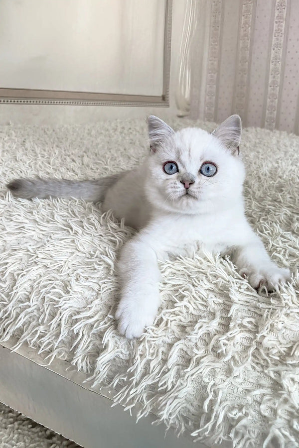 Vizzy | british shorthair kitten