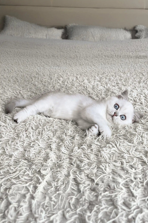 Vizzy | british shorthair kitten