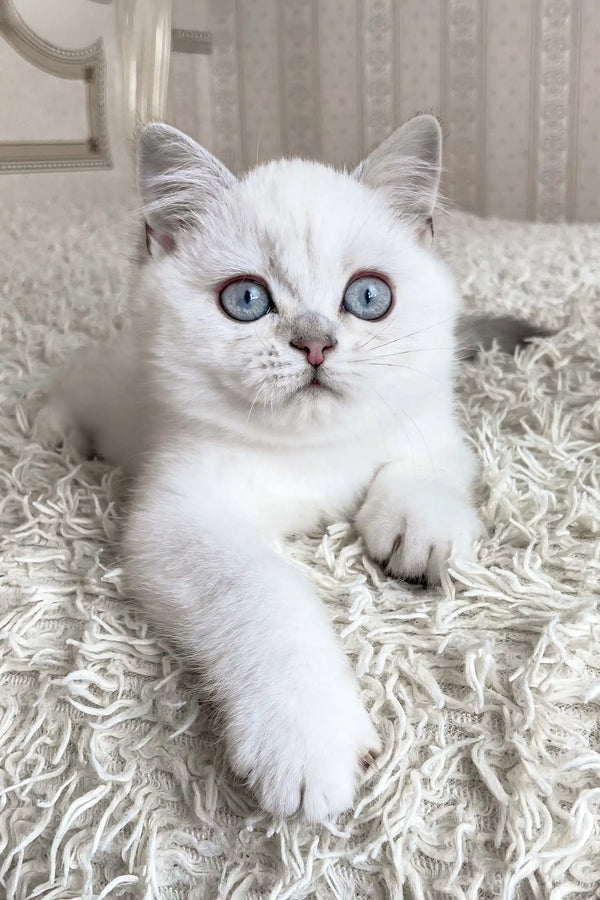 Vizzy | british shorthair kitten