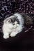 Fluffy black and white Persian cat chilling on a dark surface for Vladek Persian Kitten