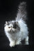 Fluffy white Persian kitten Vladek with dark face and upright tail, super cute!