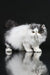 Fluffy white and grey Persian cat with a cute flat face, perfect for Vladek | Persian Kitten