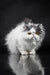 Fluffy white and grey Persian cat with bright amber eyes in Vladek Persian Kitten product