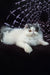 White and grey Persian cat with fluffy fur, featured in Vladek Persian Kitten product