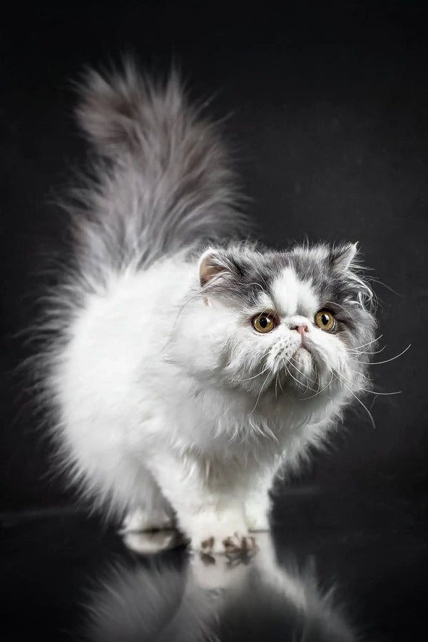 White and grey Persian cat with fluffy coat and flat face for Vladek | Persian Kitten