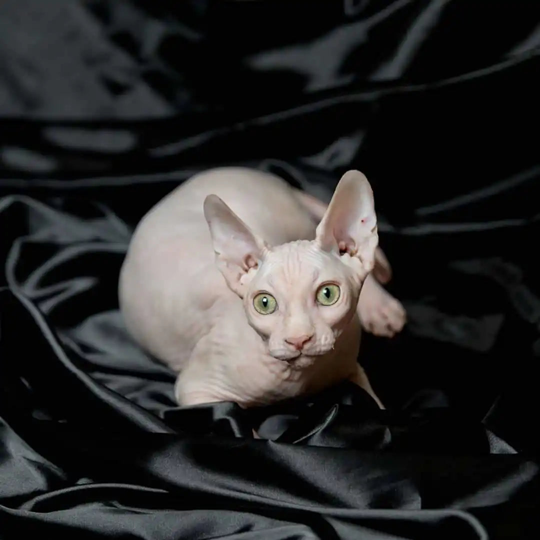 Sphynx Cats for Sale | Kittens For Volt | Kitten