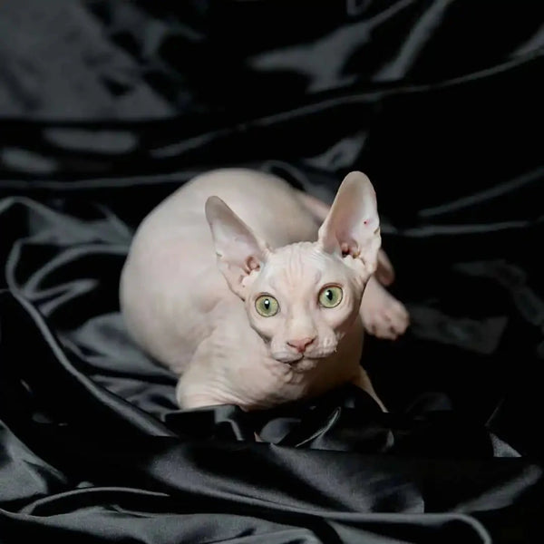 Hairless Sphynx kitten named Volt with big green eyes sitting on a dark surface
