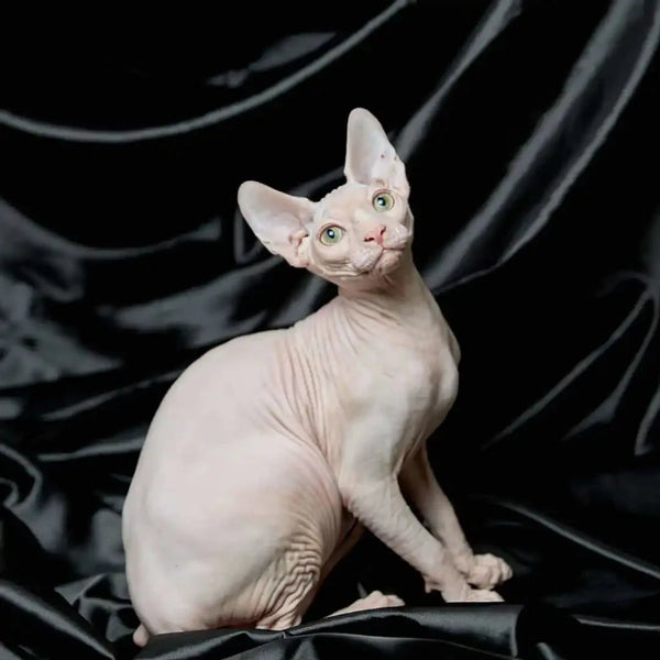 Cute Hairless Sphynx kitten named Volt with pale pink skin and big ears, perfect for cuddles