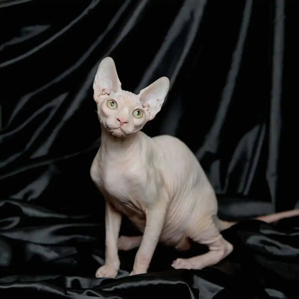 Hairless Sphynx kitten named Volt with big ears and green eyes, perfect for cuddles