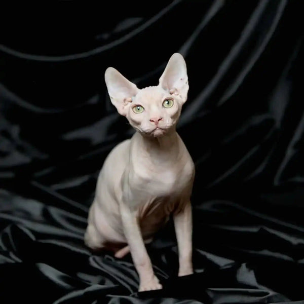 Hairless Sphynx kitten Volt with pale skin, large ears, perfect for cuddles and love