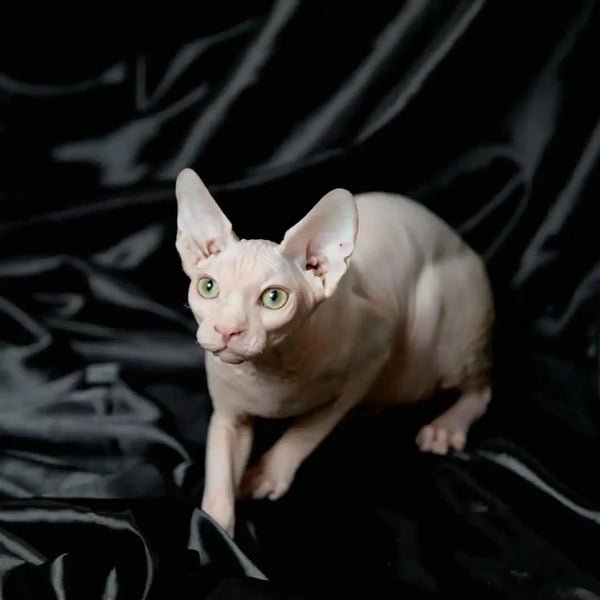 Hairless Sphynx kitten Volt with pale skin and green eyes, perfect for pet lovers