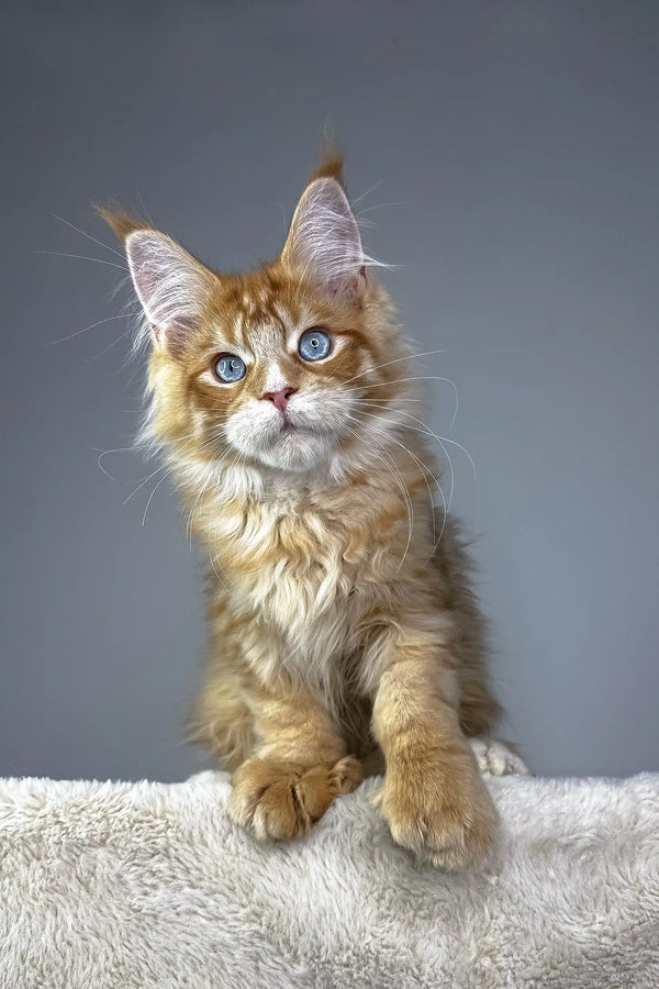 Adorable Ginger Maine Coon kitten from the Vuitton Polydactyl collection