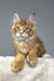 Cute Ginger Maine Coon kitten from Vuitton’s Polydactyl collection, playful and adorable