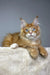 Orange Maine Coon kitten named Vuitton with blue eyes and extra toes