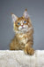 Adorable Orange Maine Coon kitten named Vuitton, perfect for cat lovers and collectors