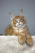 Orange Maine Coon kitten with blue eyes in Vuitton Polydactyl Maine Coon Kitten product