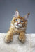 Orange Maine Coon kitten with blue eyes in the Vuitton Polydactyl Maine Coon product