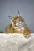 Adorable orange Maine Coon kitten with blue eyes for sale in Vuitton collection