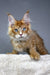 Adorable Red Maine Coon kitten with blue eyes from the Vuitton Polydactyl collection