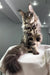 Majestic Maine Coon kitten with fluffy fur and ear tufts in Wads product