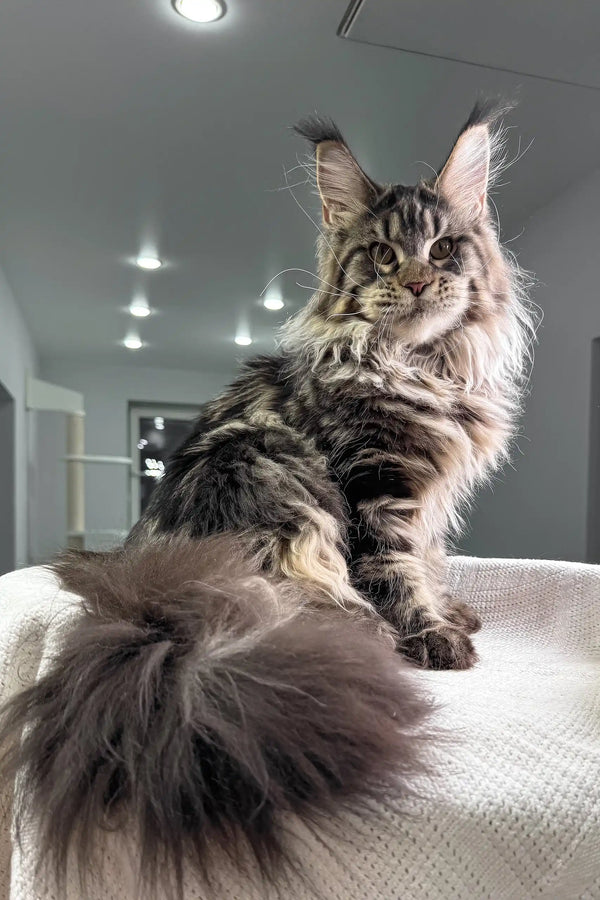 Majestic Maine Coon kitten with silver-gray fur and cute ear tufts in Wads product