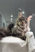 Majestic Maine Coon cat lounging on a white blanket for Wads Maine Coon Kitten