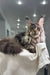 Majestic Maine Coon cat chilling on a cozy white blanket in Wads Maine Coon Kitten