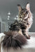 Majestic Maine Coon kitten with a stunning silver-grey coat and cool ear tufts