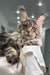 Majestic Maine Coon cat with silver-gray fur relaxing on white fabric in Wads product