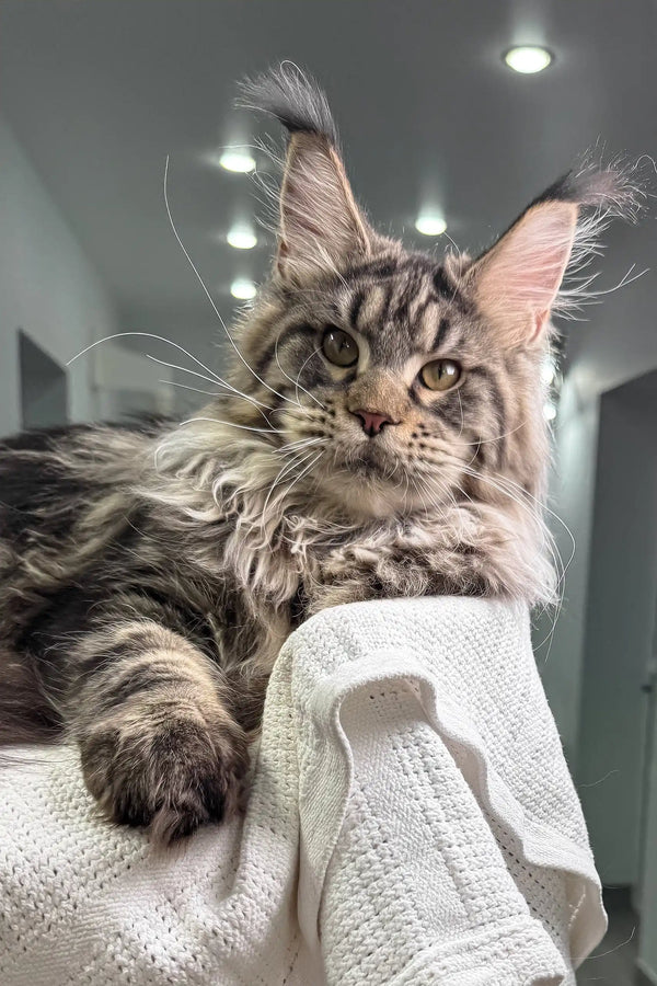 Majestic Maine Coon cat with silver-gray fur relaxing on white fabric in Wads product