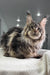 Fluffy grey and brown Maine Coon cat chilling on fabric, perfect for Wads Maine Coon Kitten