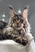 Fluffy Maine Coon kitten with ear tufts, perfect for Wads product showcase