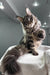 Majestic Maine Coon kitten with silver-gray fur and cute ear tufts from Wads