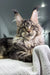 Wadsworth Maine Coon Kitten showcasing its fluffy coat and playful personality