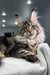 Adorable Maine Coon kitten from Wadsworth, known for its fluffy fur and playful nature