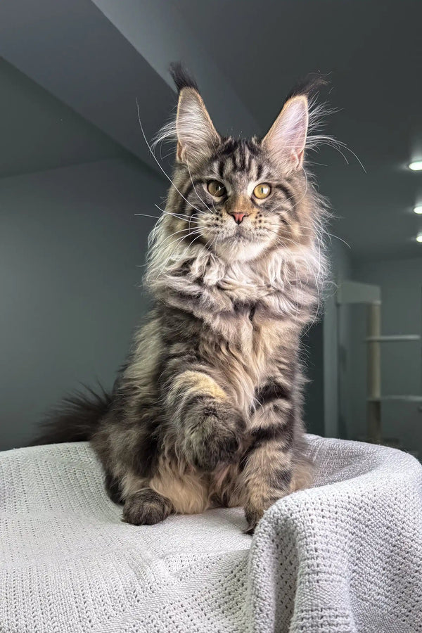 Majestic Maine Coon cat featured in Wadsworth Maine Coon Kitten product
