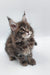 Fluffy gray tabby Maine Coon kitten with tufted ears looking up adorably