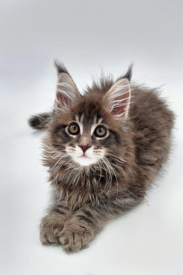 Fluffy gray Maine Coon kitten with ear tufts and wide eyes from Wagner Maine Coon Kitten