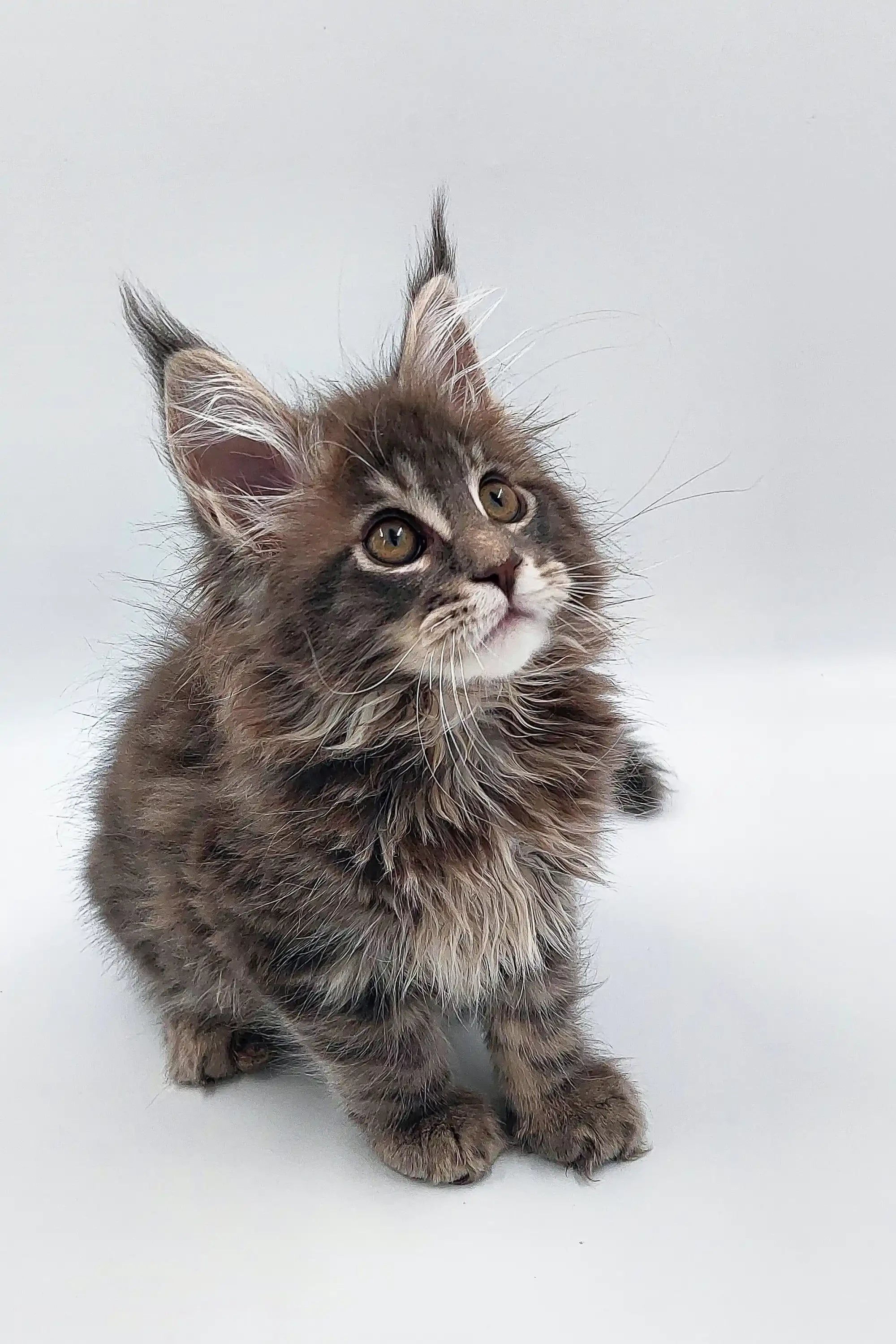 Maine Coon Kittens for Sale Wagner | Kitten