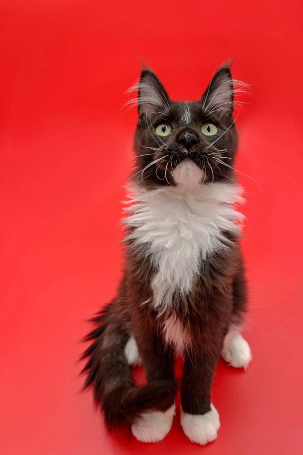 AVADA - Best Sellers Walker | Maine Coon Kitten