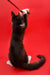 Black and white Maine Coon kitten reaching up to play with a toy, a good companion