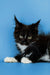 Black and white Maine Coon kitten with pointed ears and bright eyes, a good companion