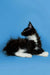 Black and white Maine Coon kitten sitting alert, showing cute coon kitten personality