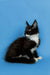 Black and white Maine Coon kitten with ear tufts, a great companion for your home