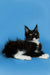 Cute black and white Maine Coon kitten showcasing its stylish ear tufts