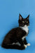 Playful black and white Maine Coon kitten with cute ear tufts from Walker collection