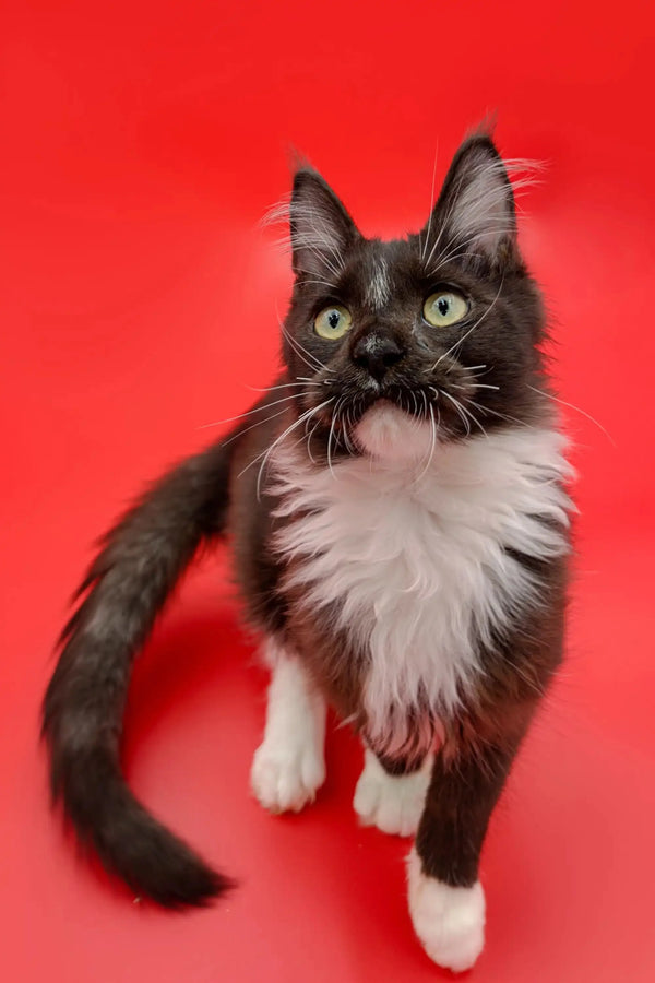 Black and white tuxedo Maine Coon kitten with long fur and an alert look