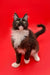 Black and white tuxedo Maine Coon kitten with big ears standing alert against red backdrop